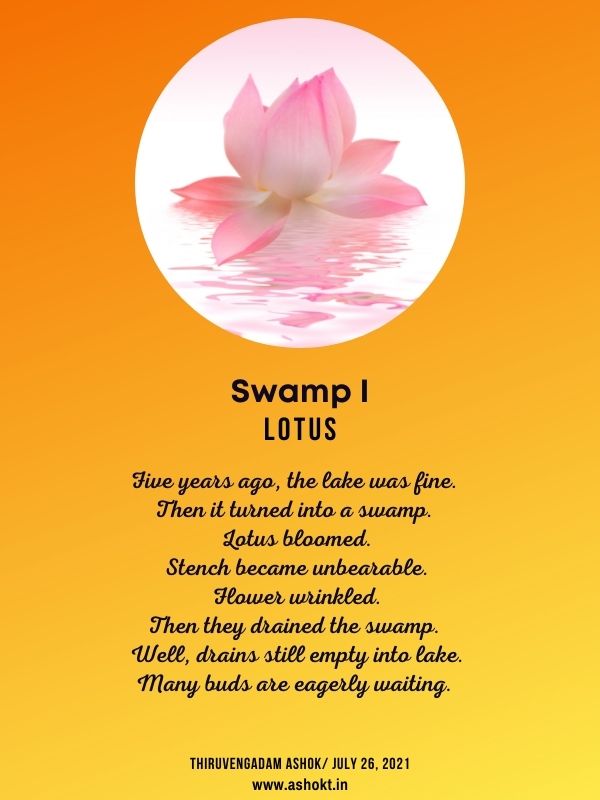 Swamp I - Lotus”